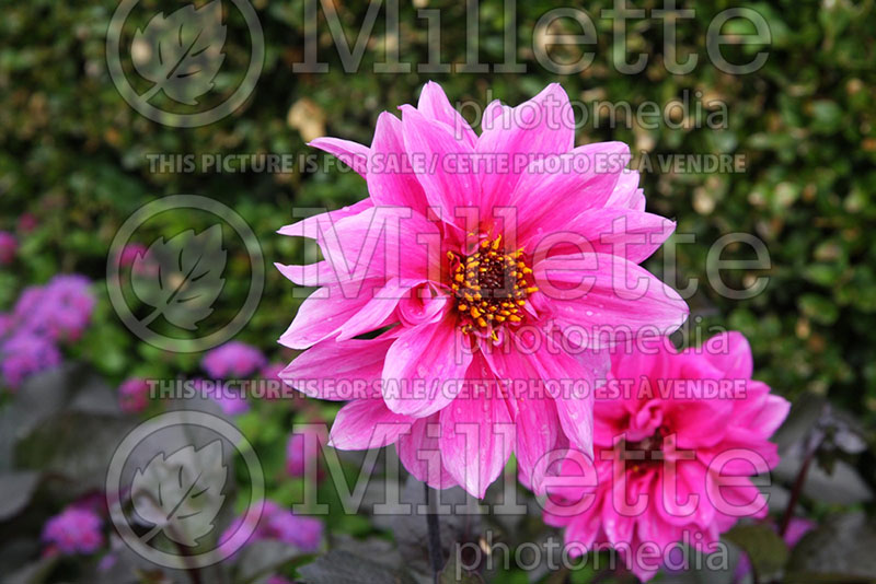 Dahlia Fascination (Dahlia) 1