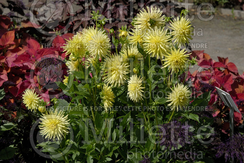 Dahlia Ferncliff Sunburst (Miniature Incurved Cactus Dahlia)  1 