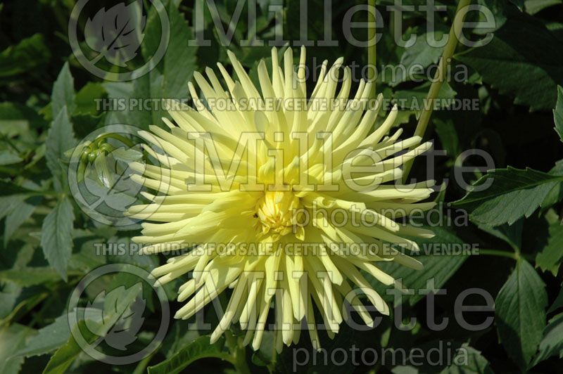 Dahlia Ferncliff Sunburst (Miniature Incurved Cactus Dahlia)  2 