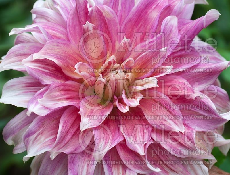 Dahlia Frost Nip (Dinnerplate Dahlia)  1 