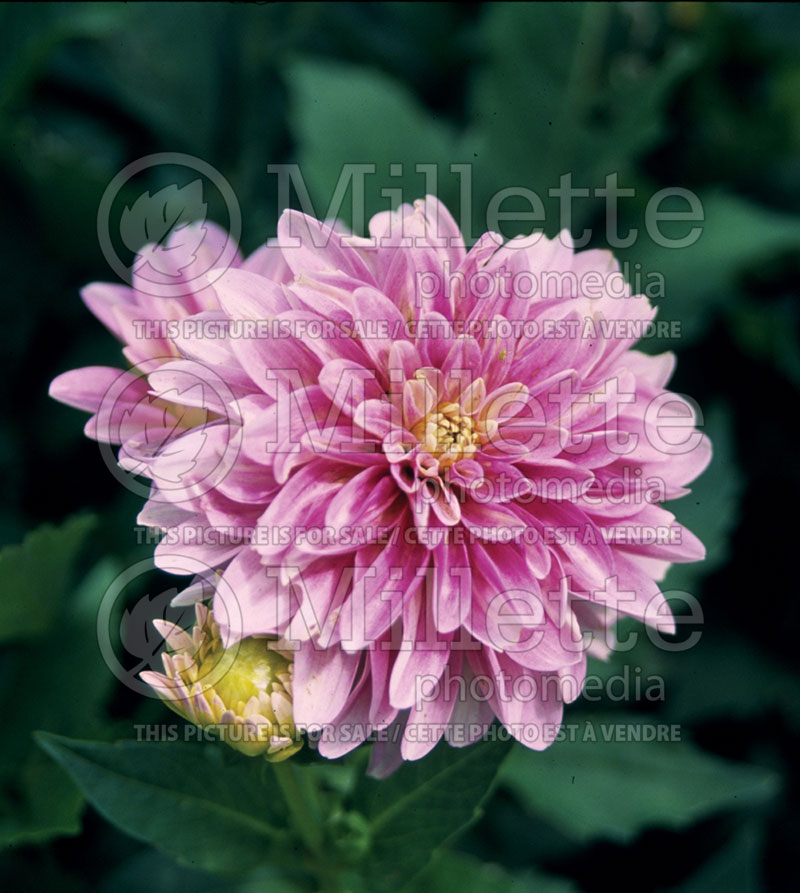 Dahlia Gallery Rembrandt (Dahlia) 1  