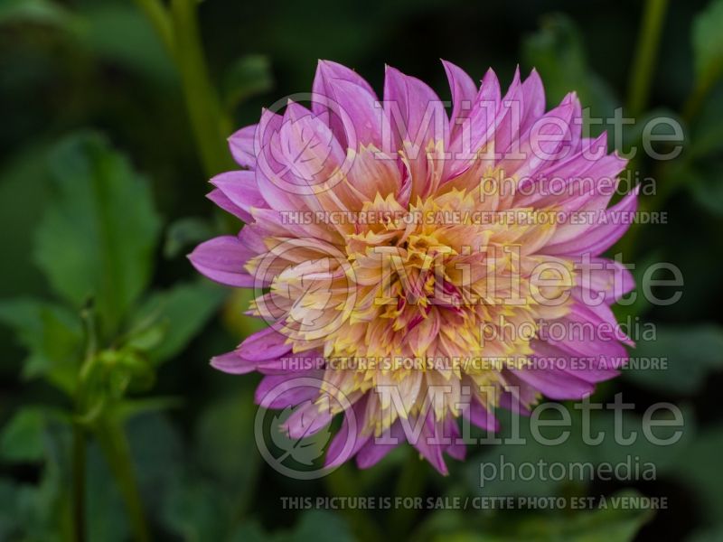 Dahlia Garden Show (Waterlily Dahlia)  1 