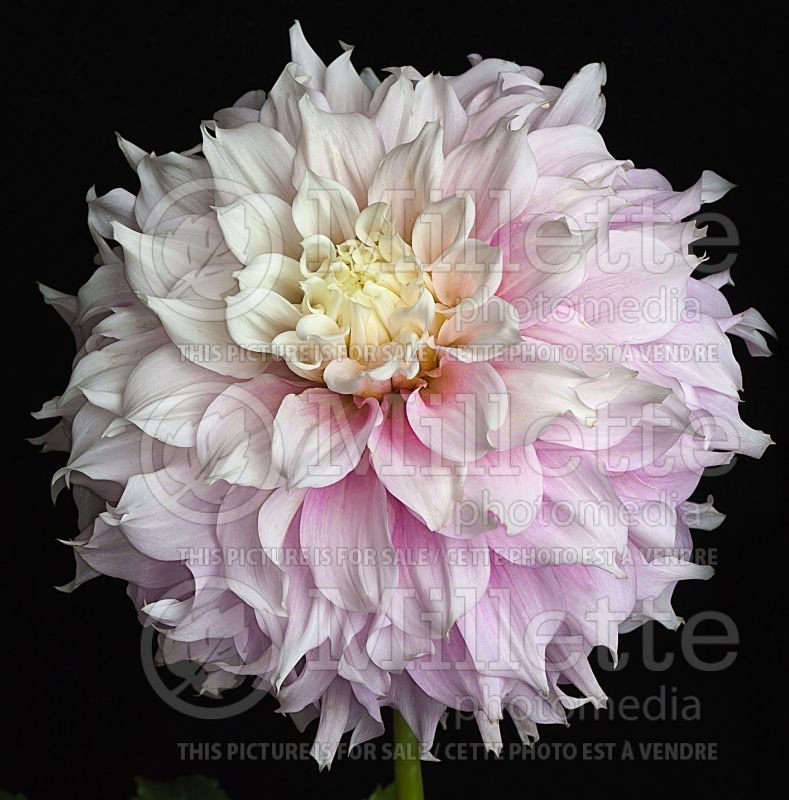 Dahlia Gitts Perfection (Dahlia)   1