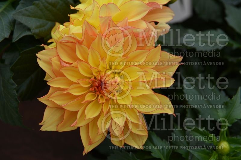 Dahlia Grandalia Sunny Flame (Dahlia)  1 