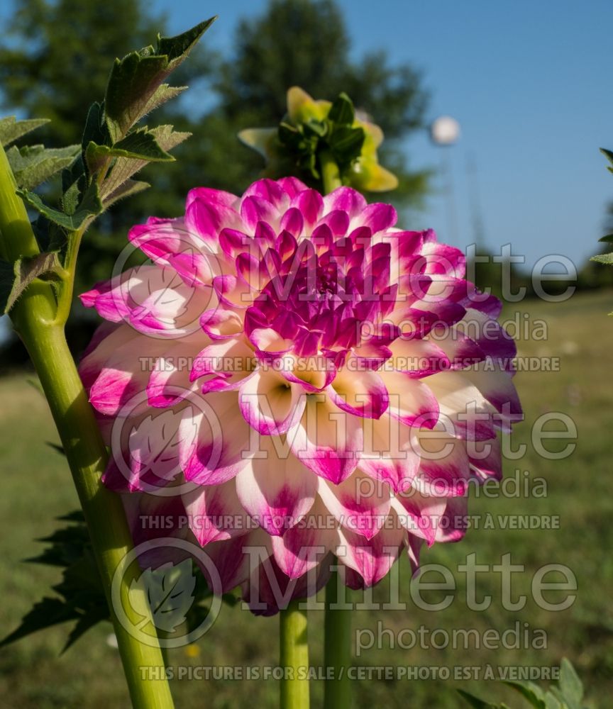 Dahlia HaPet Blue Eyes (Decorative Dahlia)  2 