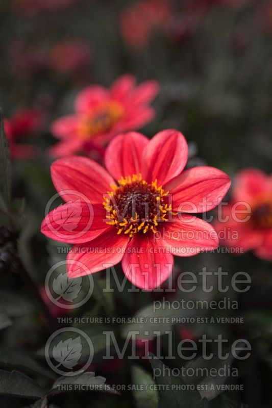 Dahlia Happy Days Red Flame (Decorative Dahlia) 1 