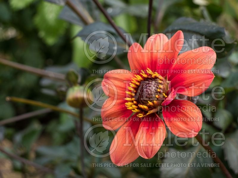 Dahlia Happy Single Date (Decorative Dahlia) 1 