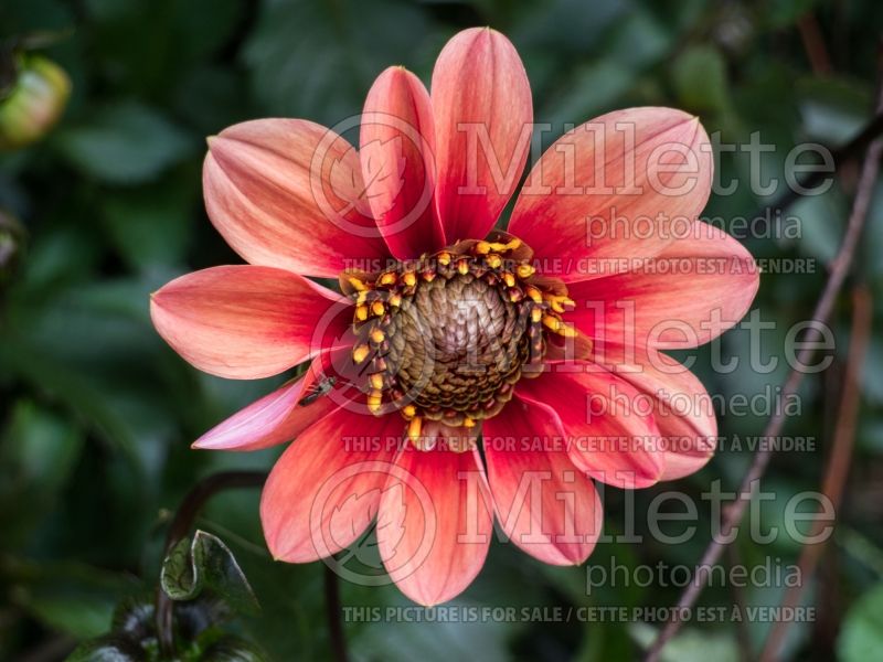 Dahlia Happy Single Date (Decorative Dahlia) 3 