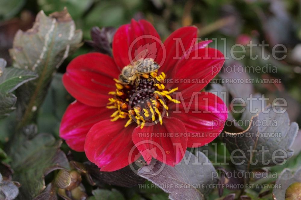 Dahlia Happy Single Romeo (Dahlia)  1 