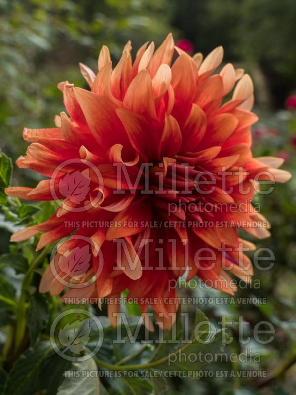 Dahlia Hot Tamale (Dahlia)  1 