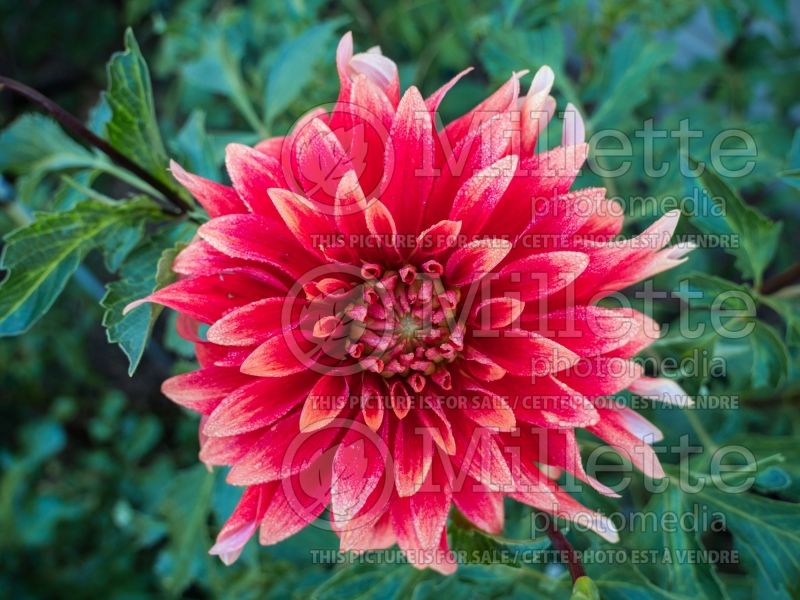 Dahlia Hot Tamale (Dahlia)  2 