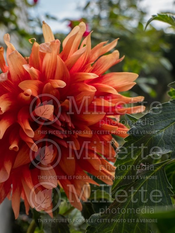 Dahlia Hot Tamale (Dahlia) 4 