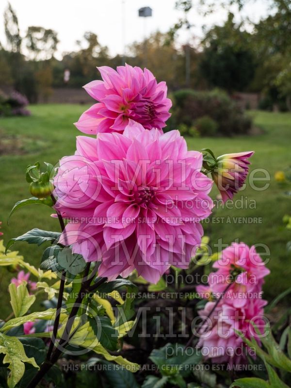 Dahlia Jersey Beauty (Decorative Dahlia)  3 