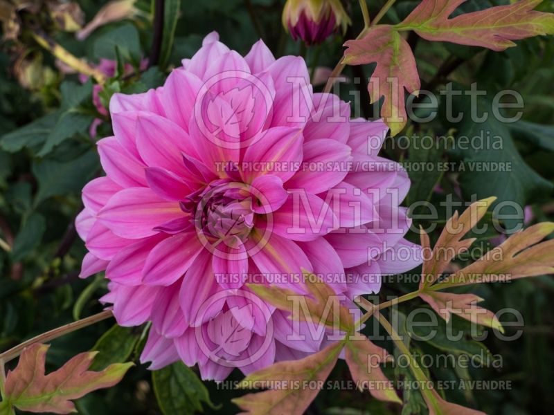 Dahlia Jersey Beauty (Decorative Dahlia)  2 