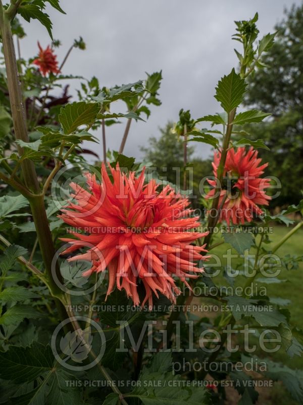 Dahlia Kabloom (Waterlily Dahlia)  1 