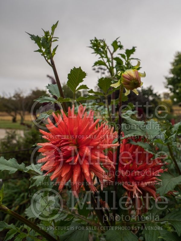 Dahlia Kabloom (Waterlily Dahlia)  3 