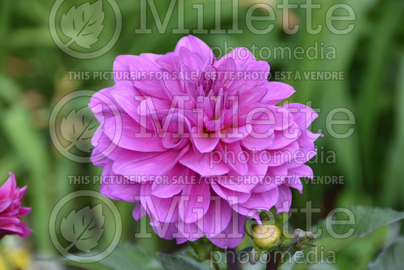 Dahlia Karma Fuchsiana (Dahlia)  1 