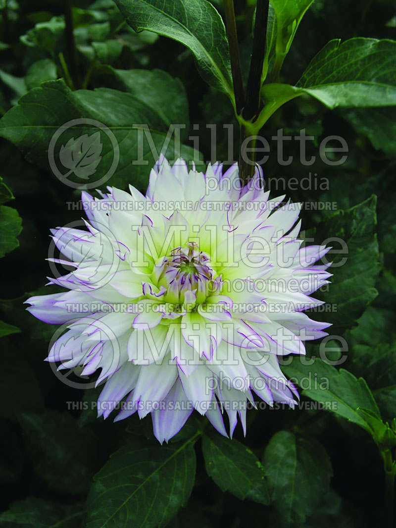 Dahlia Kelvin Floodlight (Decorative Dahlia)  1 