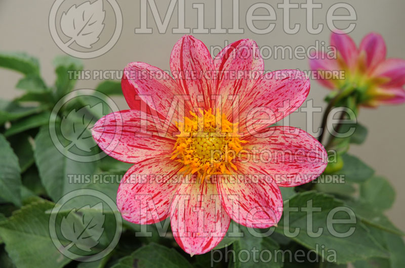 Dahlia Lucky Face (Waterlily Dahlia)  1 