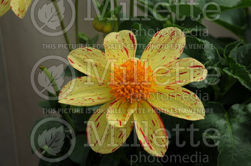 Dahlia Lucky Stripe (Dahlia)  1 