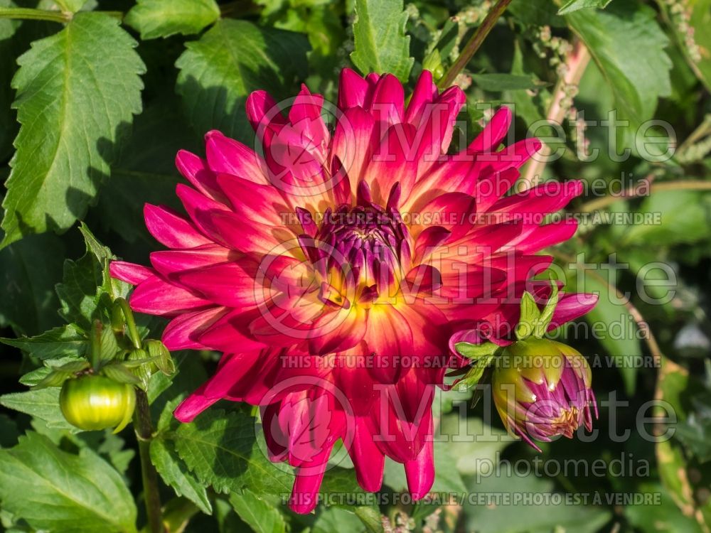 Dahlia McAlister's Pride (semi cactus Dahlia)  2 