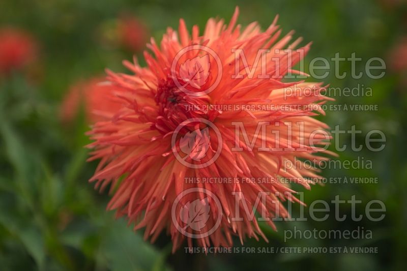 Dahlia Mel's Orange Marmalade (Dahlia)  1 