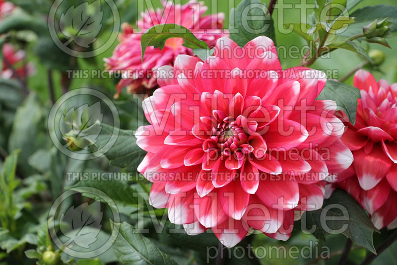 Dahlia Milk Shake (Dahlia) 1 