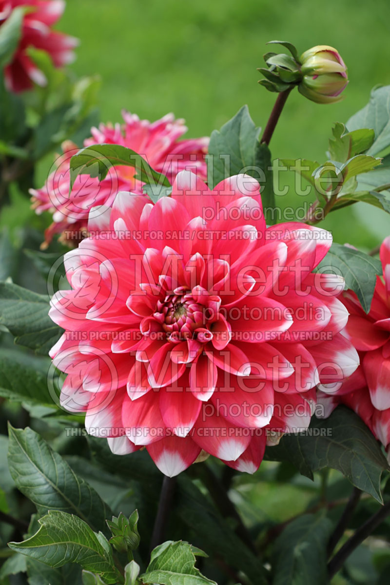 Dahlia Milk Shake (Dahlia) 2 