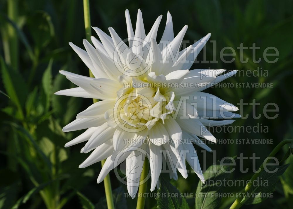 Iris White Swirl (Iris Siberian) 5 