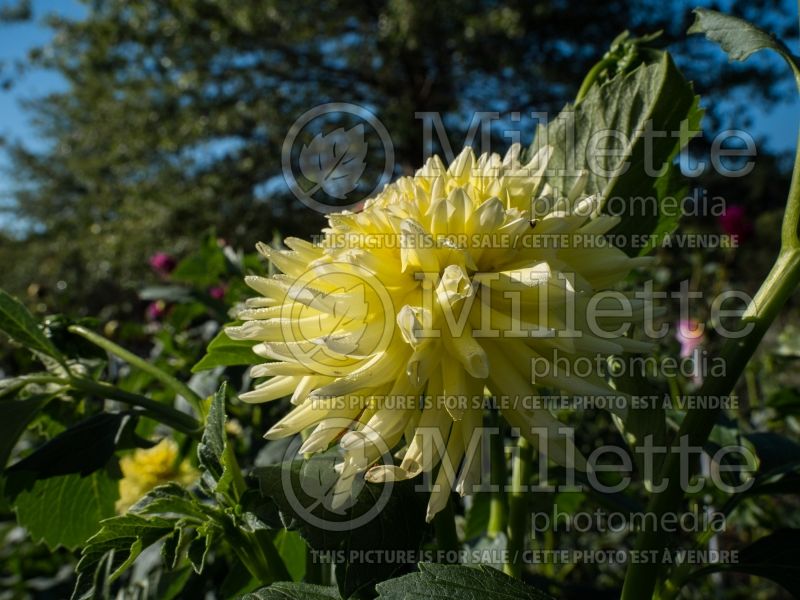 Dahlia My Little Sunshine (Dahlia)  1 