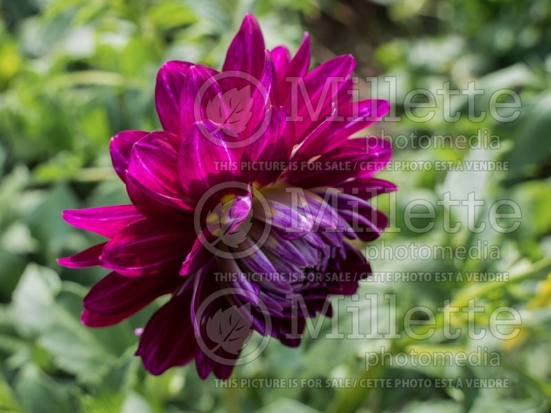 Dahlia Nadine Jessie (Dahlia)  1  