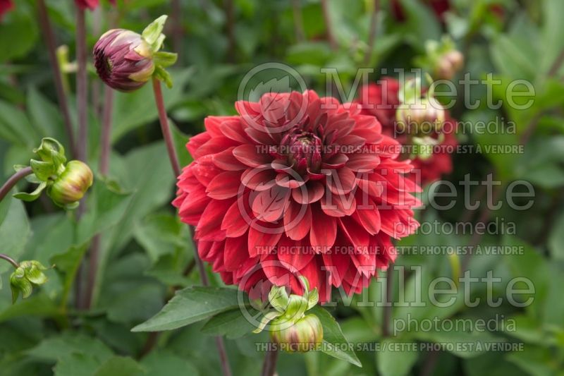 Dahlia Obama (Dahlia)  2 