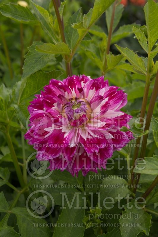 Dahlia Optic Illusion (Dahlia)  1 