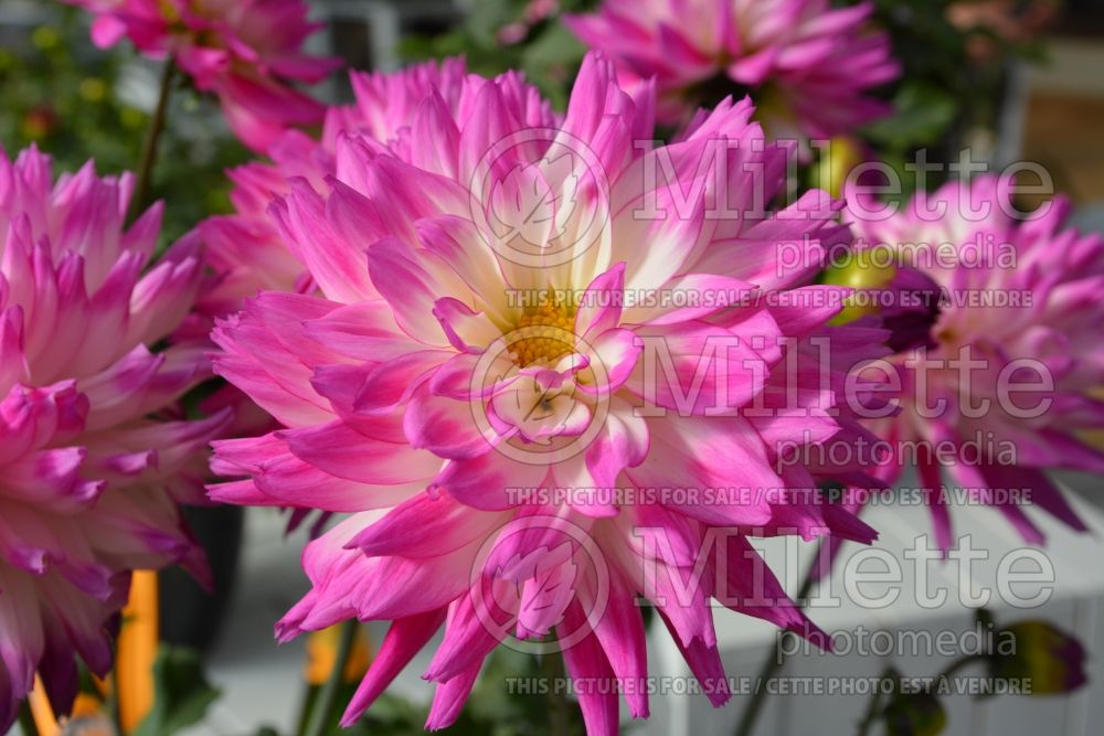 Dahlia Painter Pink Kisses (Dahlia) 1