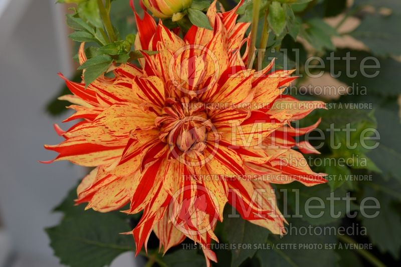 Dahlia Painter Sun Fire (Dahlia)  1 