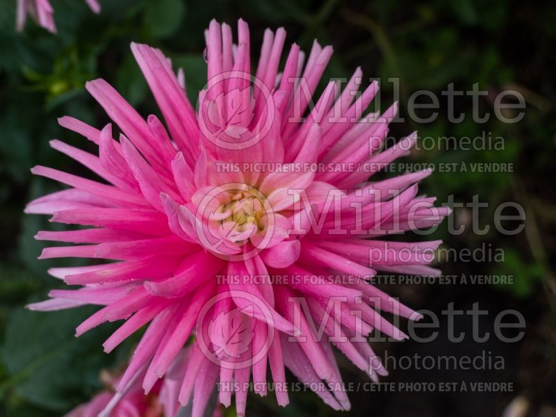 Dahlia Park Princess (Semi-cactus Dahlia) 2  