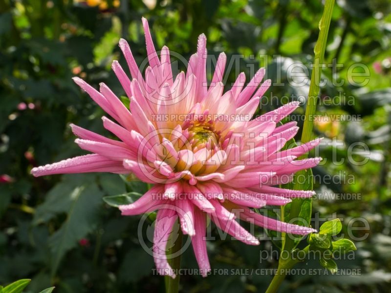 Dahlia Park Princess (Semi-cactus Dahlia) 4  