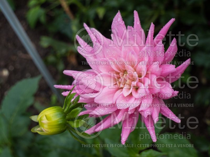 Dahlia Park Princess (Semi-cactus Dahlia) 3  