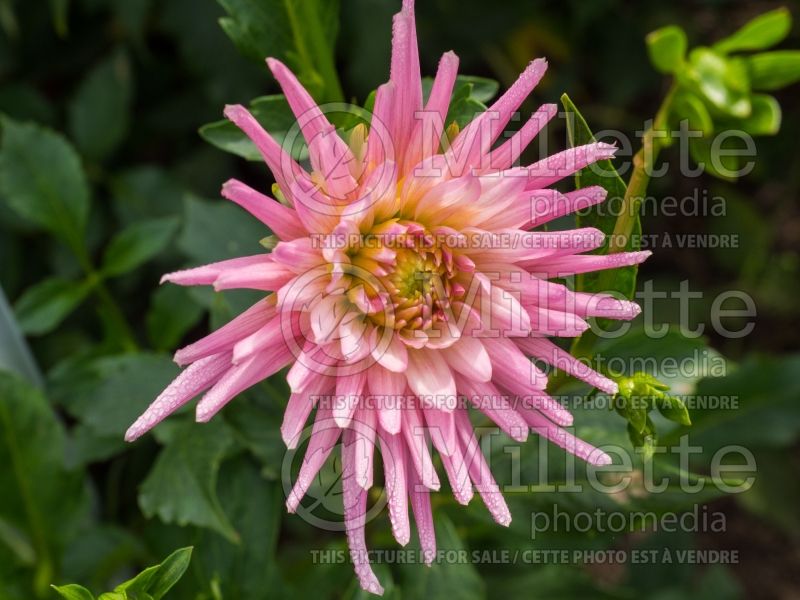 Dahlia Park Princess (Semi-cactus Dahlia) 6  