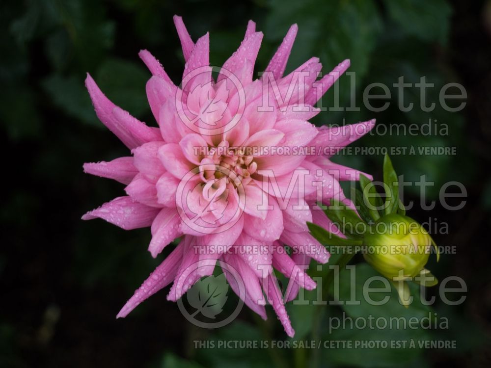 Dahlia Park Princess (Semi-cactus Dahlia) 5  