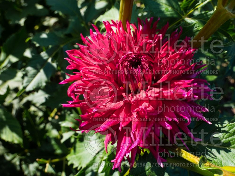 Dahlia Pinelands Prickles (Dahlia)  2 