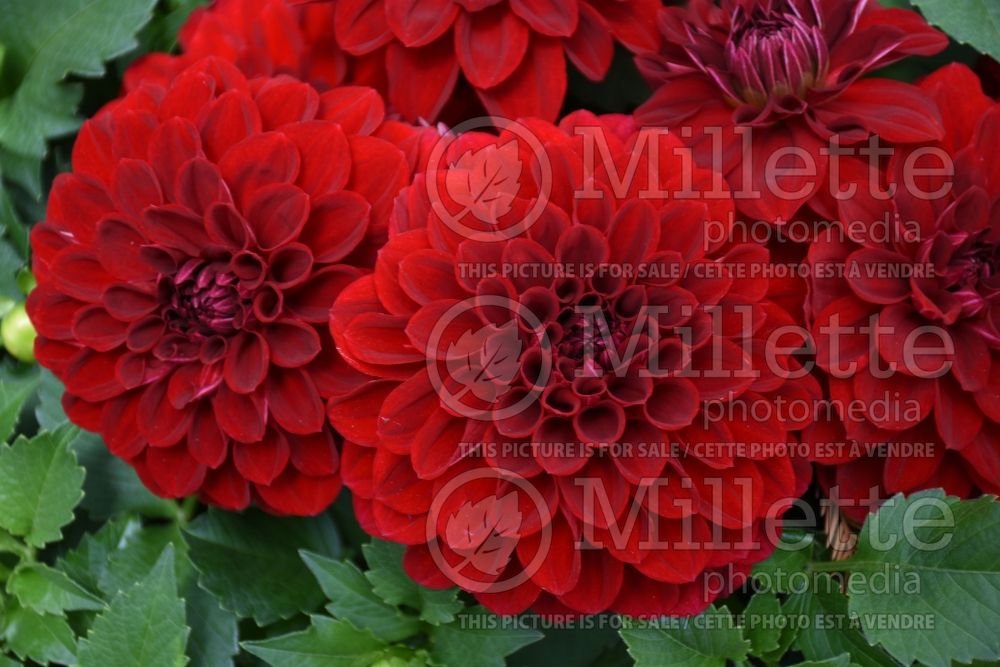 Dahlia Gardenetta Passion Dark Red (Waterlily Dahlia)  1 