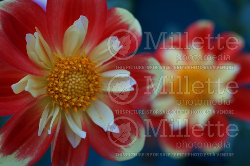 Dahlia Pooh (Collarette Dahlia)  2 