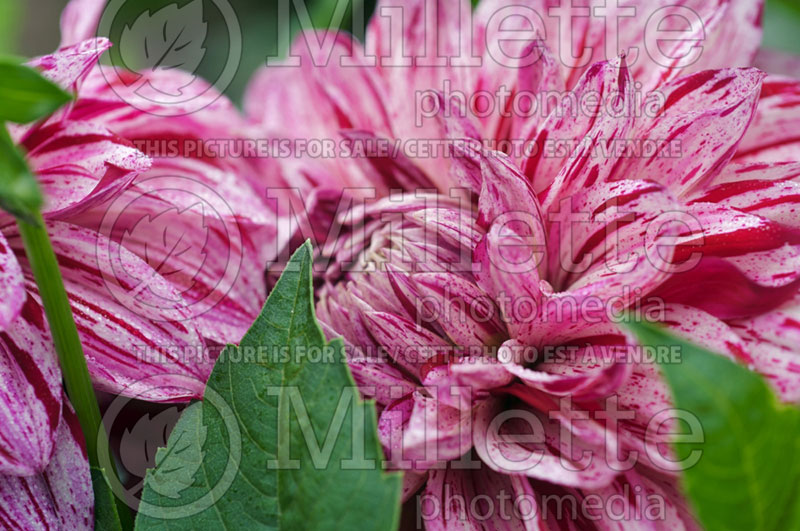 Dahlia Princess Paige (Formal Decorative Dahlia)  1 