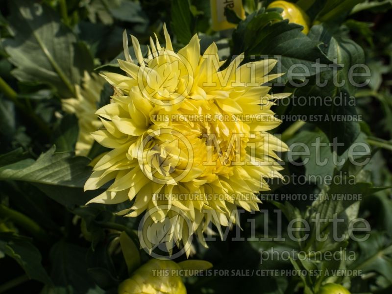 Dahlia Promise (Dahlia)  1 