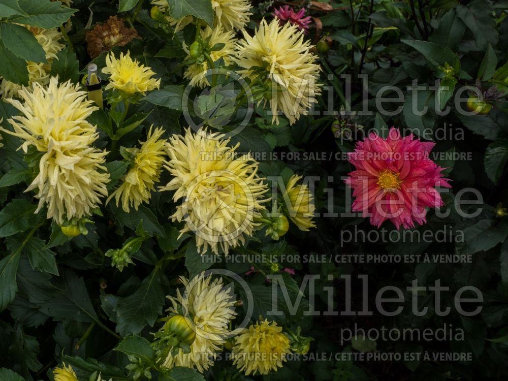 Dahlia Promise (Dahlia)  3 