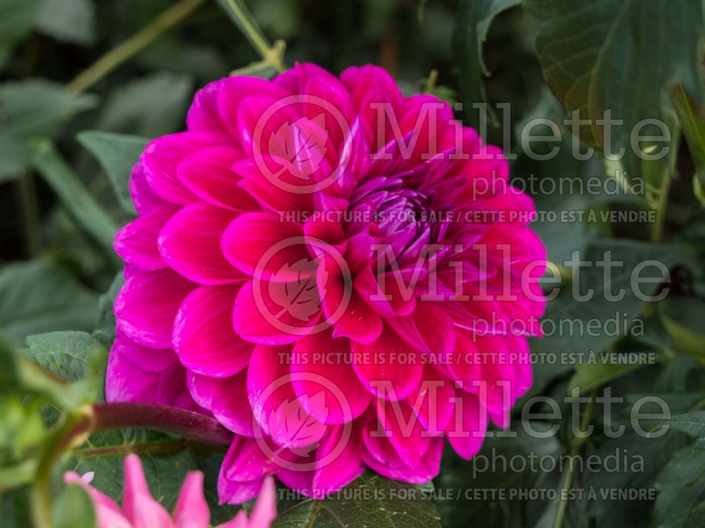 Dahlia Purplicious (Dahlia)  1 