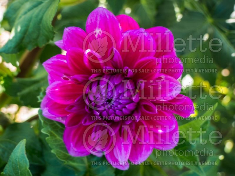 Dahlia Purplicious (Dahlia)  2 