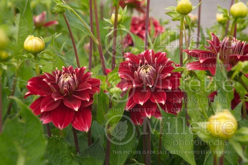 Dahlia Red Rock (Dahlia)  1 