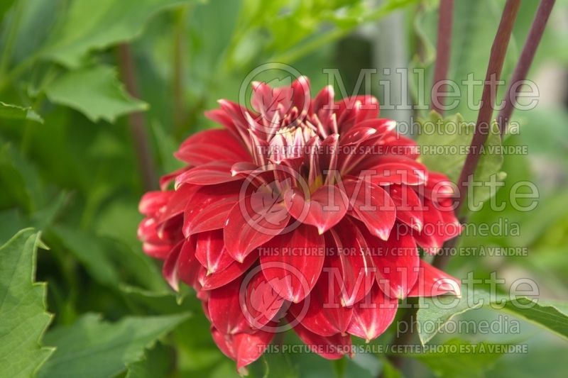 Dahlia Red Rock (Dahlia)  2 